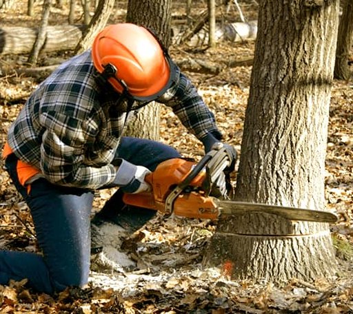 Tree Removal in Albany, OH